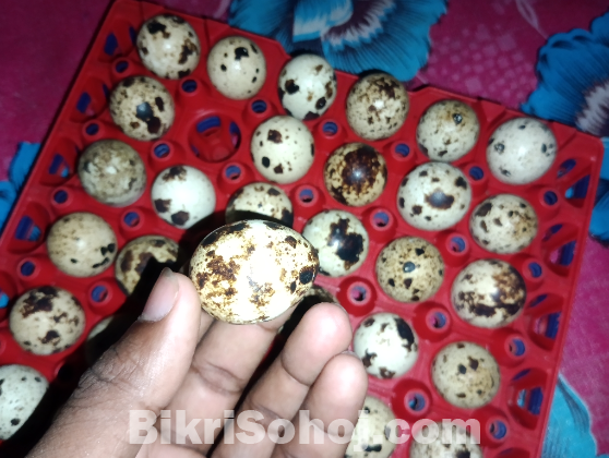 কোয়েল পাখির বাচ্চা এবং বীজ ডিম এবং খাবার ডিম বিক্রি করা হয়